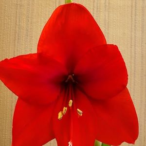 Meet your Posher, Wendy l.